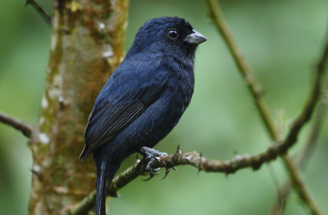 Blackish-blue Seedeater