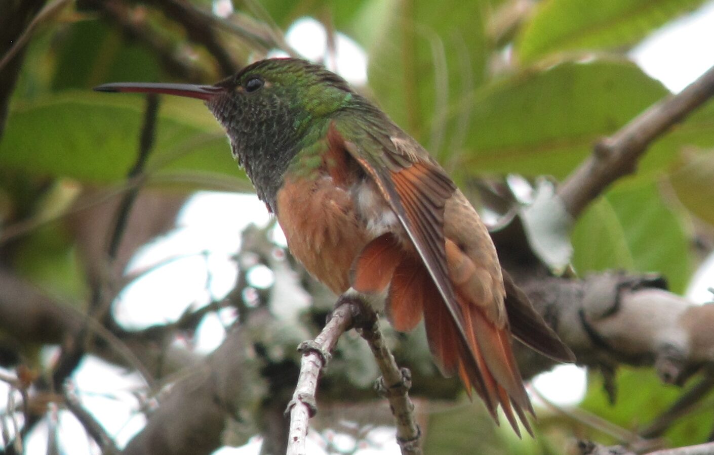 Chestnut-bellied Hummingbird