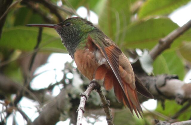 Chestnut-bellied Hummingbird