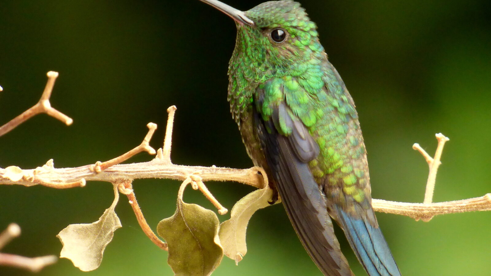 Steely-vented Hummingbird