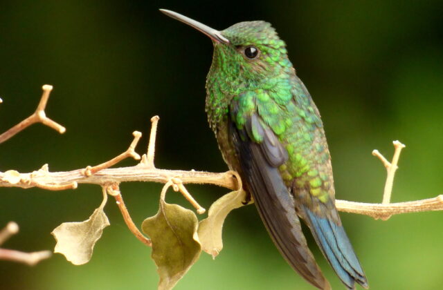 Steely-vented Hummingbird