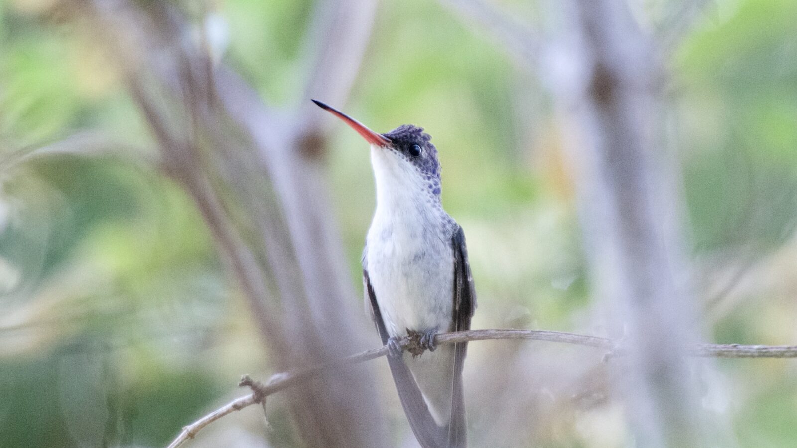 Violet-crowned Hummingbird