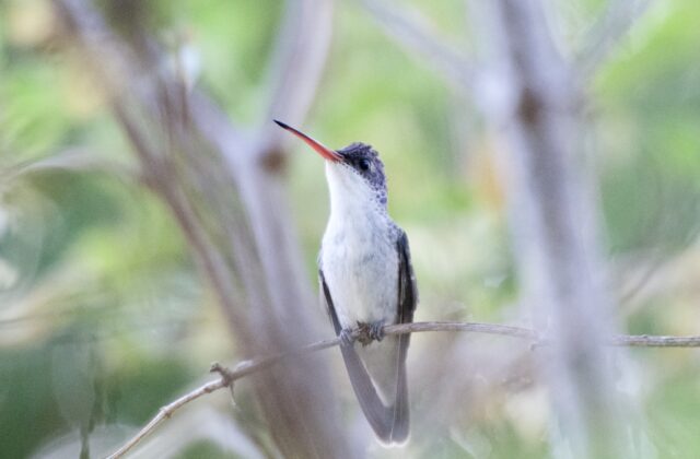 Violet-crowned Hummingbird