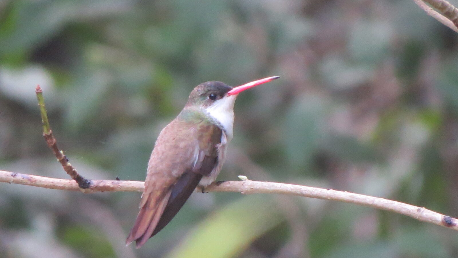 Green-fronted Hummingbird