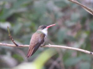 Green-fronted Hummingbird
