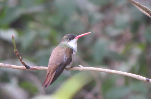 Green-fronted Hummingbird