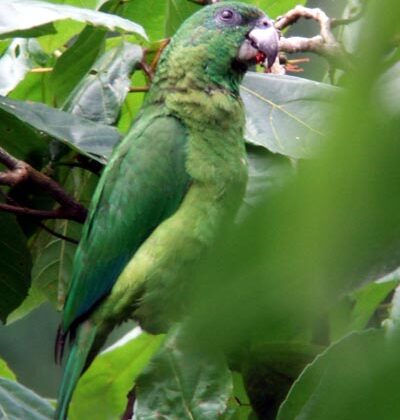 Black-billed Amazon