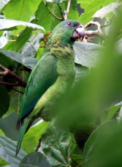 Black-billed Amazon