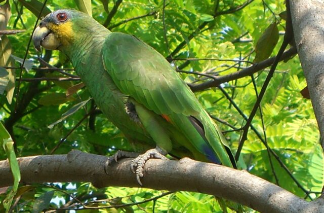 Orange-winged Amazon