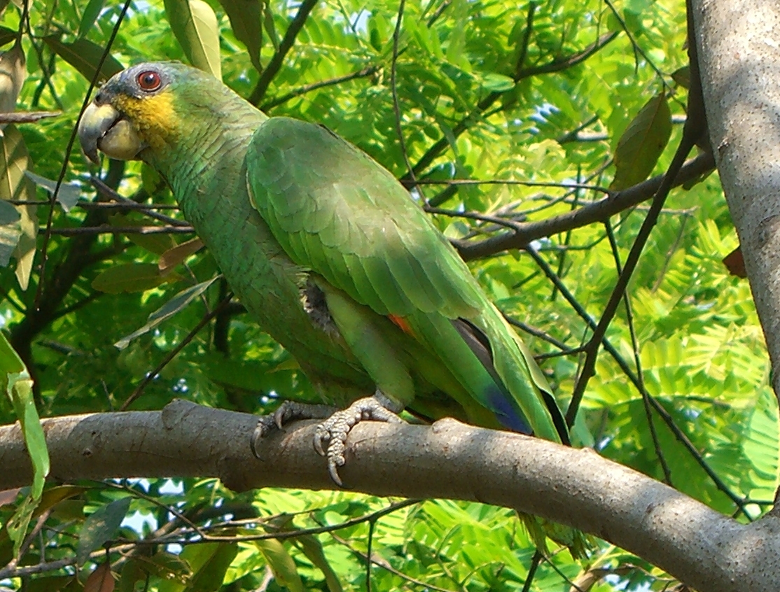Orange-winged Amazon