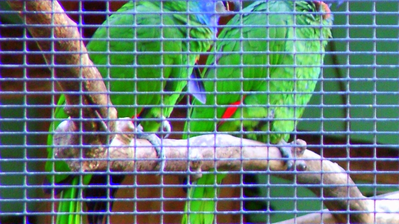 Red-necked Amazon