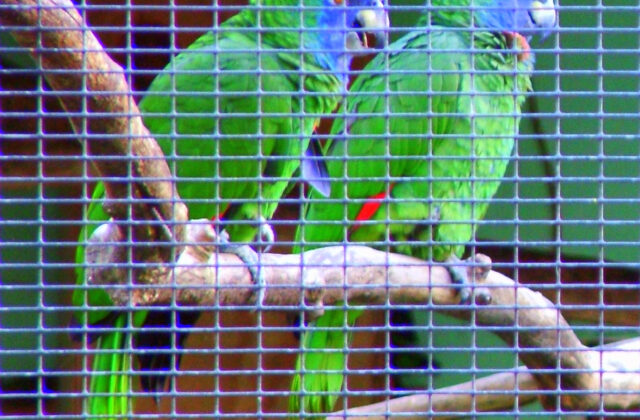 Red-necked Amazon