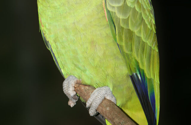 Red-tailed Amazon