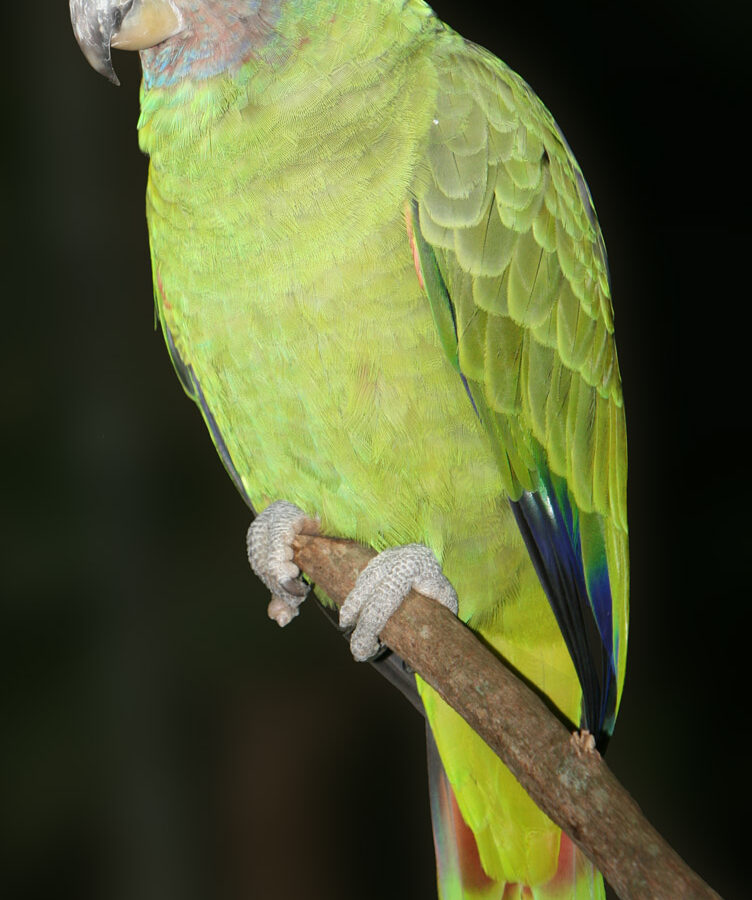Red-tailed Amazon
