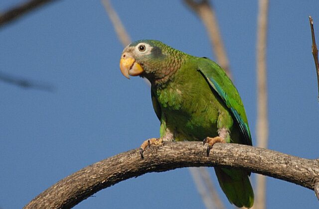 Yellow-billed Amazon