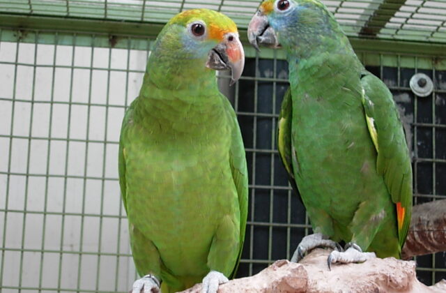 Blue-cheeked Amazon
