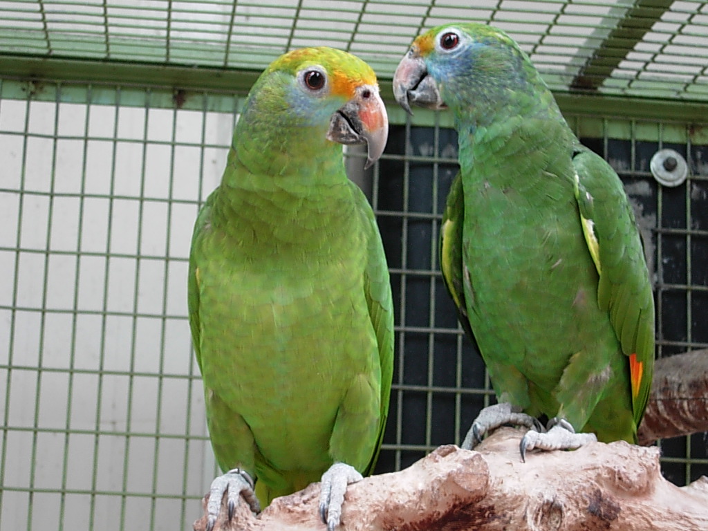 Blue-cheeked Amazon