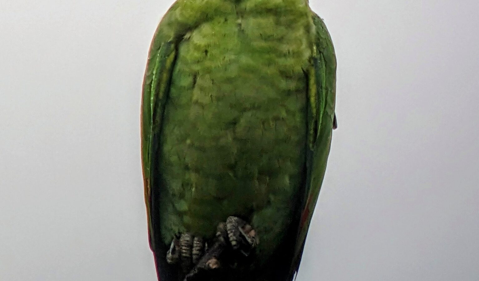 Mealy Amazon
