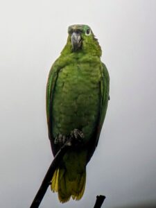 Mealy Amazon