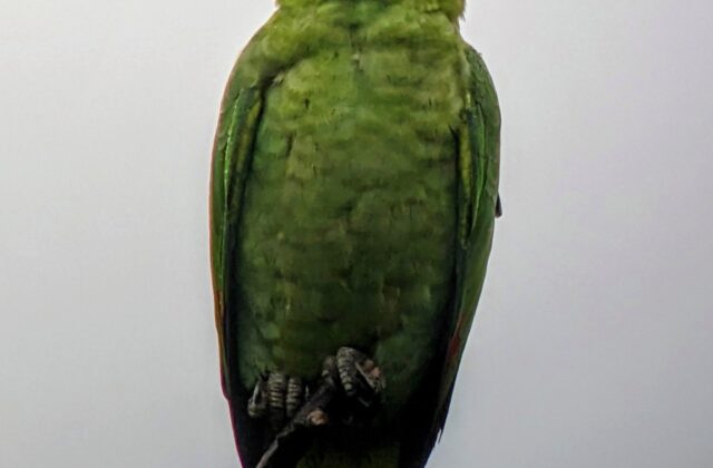 Mealy Amazon