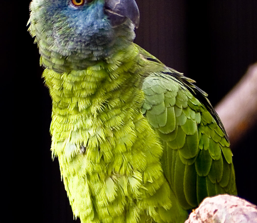 Festive Amazon