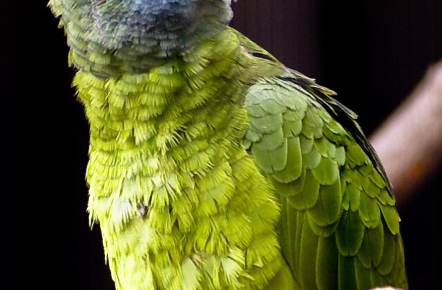 Festive Amazon