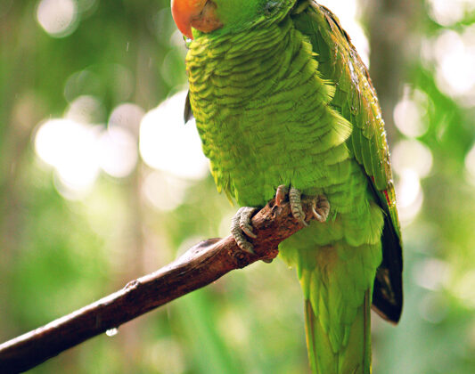 Lilac-crowned Amazon