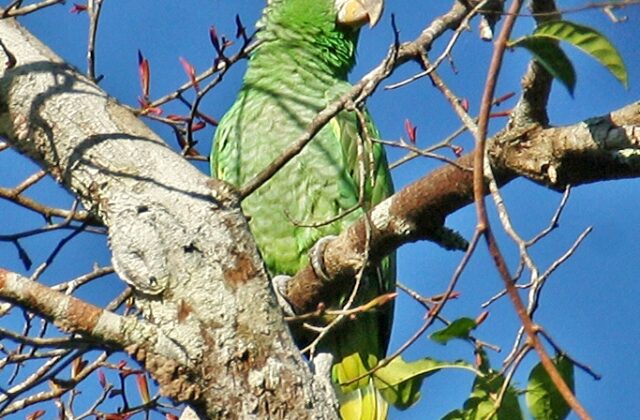 Kawall’s Amazon