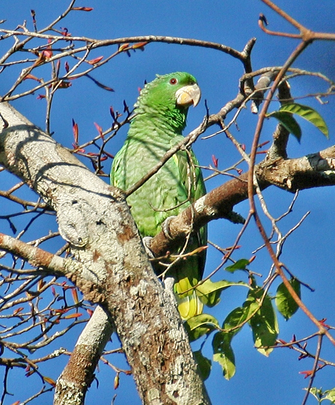 Kawall’s Amazon