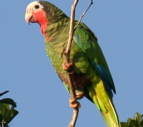 Cuban Amazon