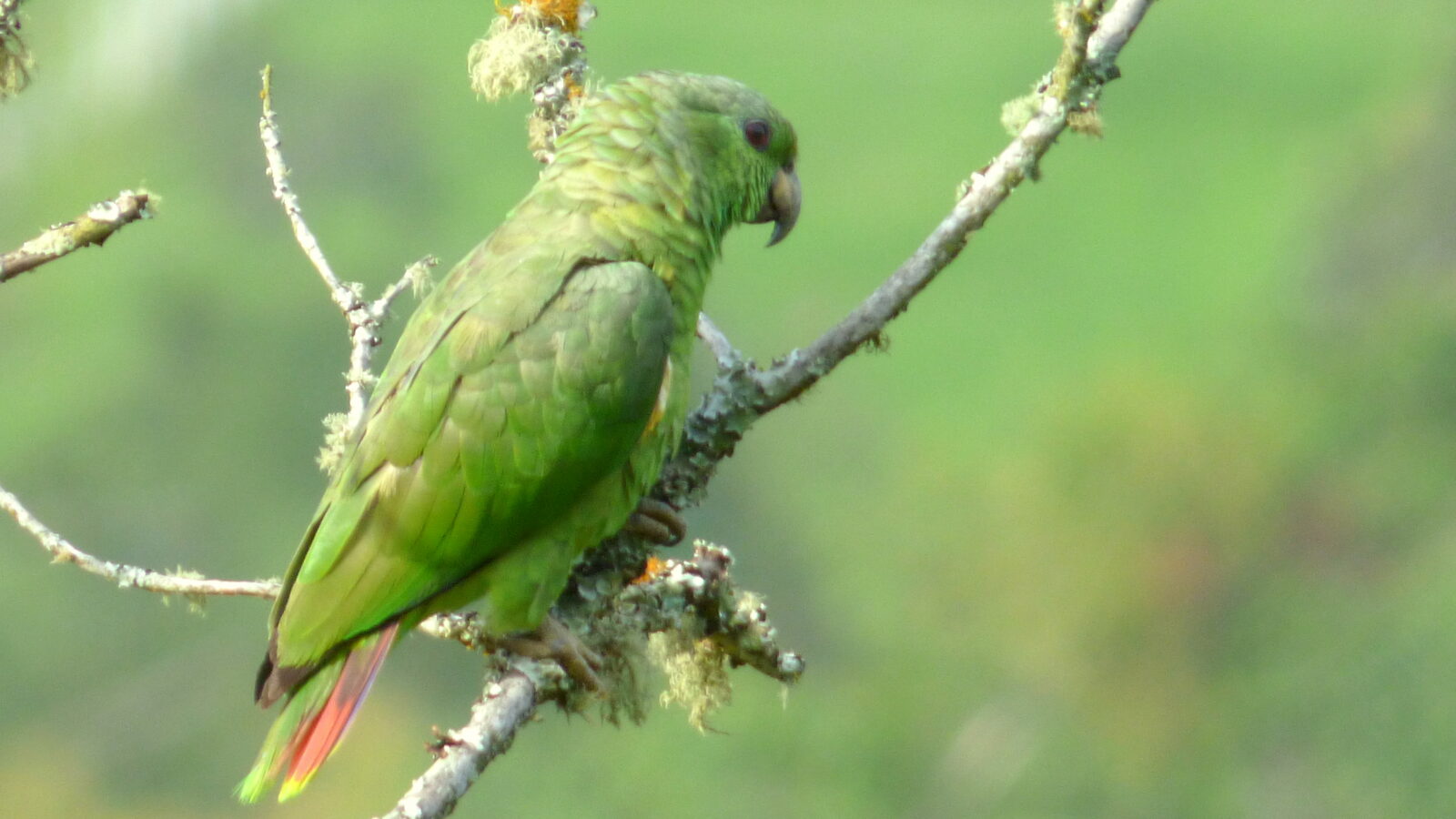 Scaly-naped Amazon