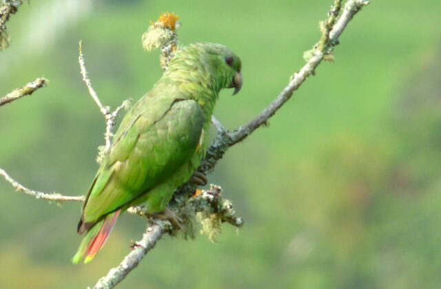 Scaly-naped Amazon