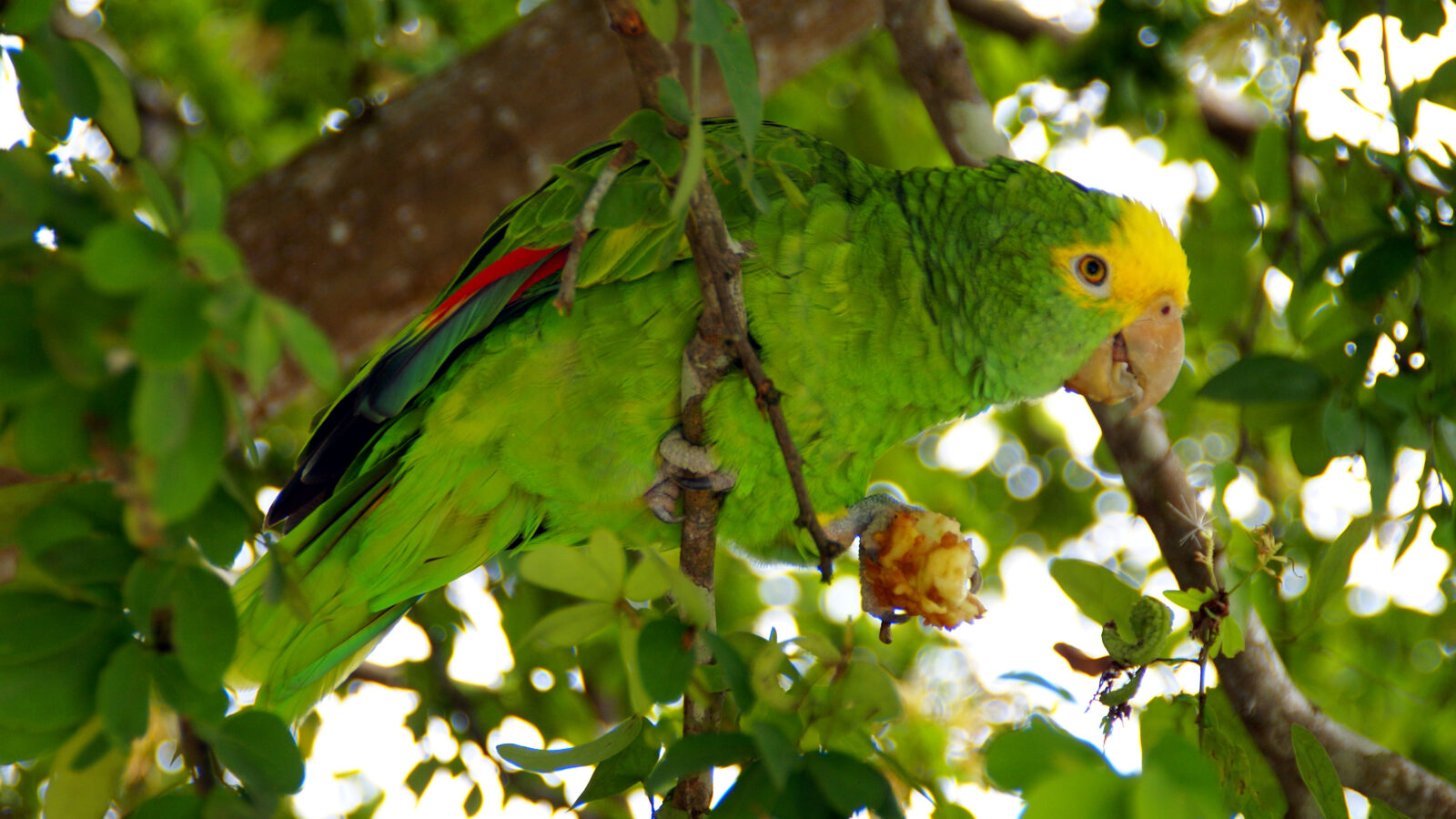 Yellow-headed Amazon