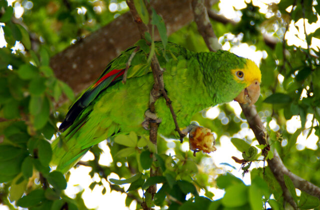 Yellow-headed Amazon
