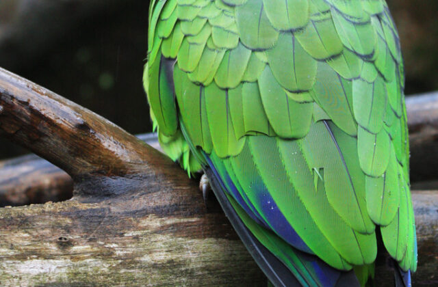 Red-spectacled Amazon
