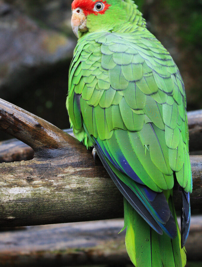 Red-spectacled Amazon