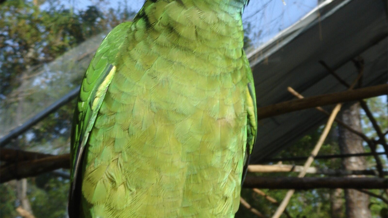 Red-browed Amazon
