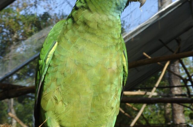 Red-browed Amazon