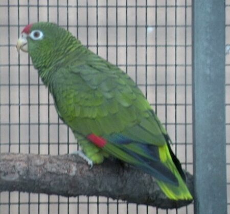 Tucuman Amazon