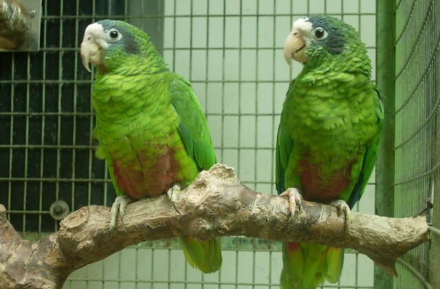 Hispaniolan Amazon
