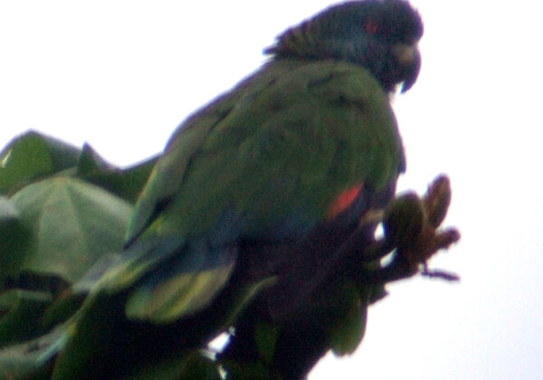 St. Lucia Amazon
