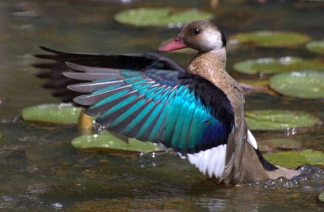 Brazilian Teal