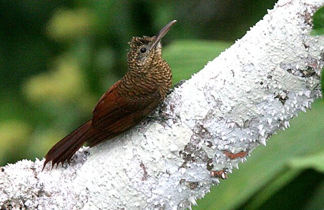 Amazonian Barred Woodcreeper