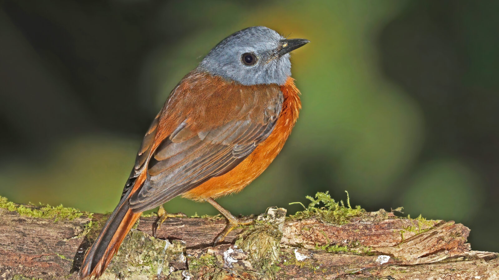 Amber Mountain Rock Thrush