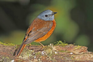 Amber Mountain Rock Thrush