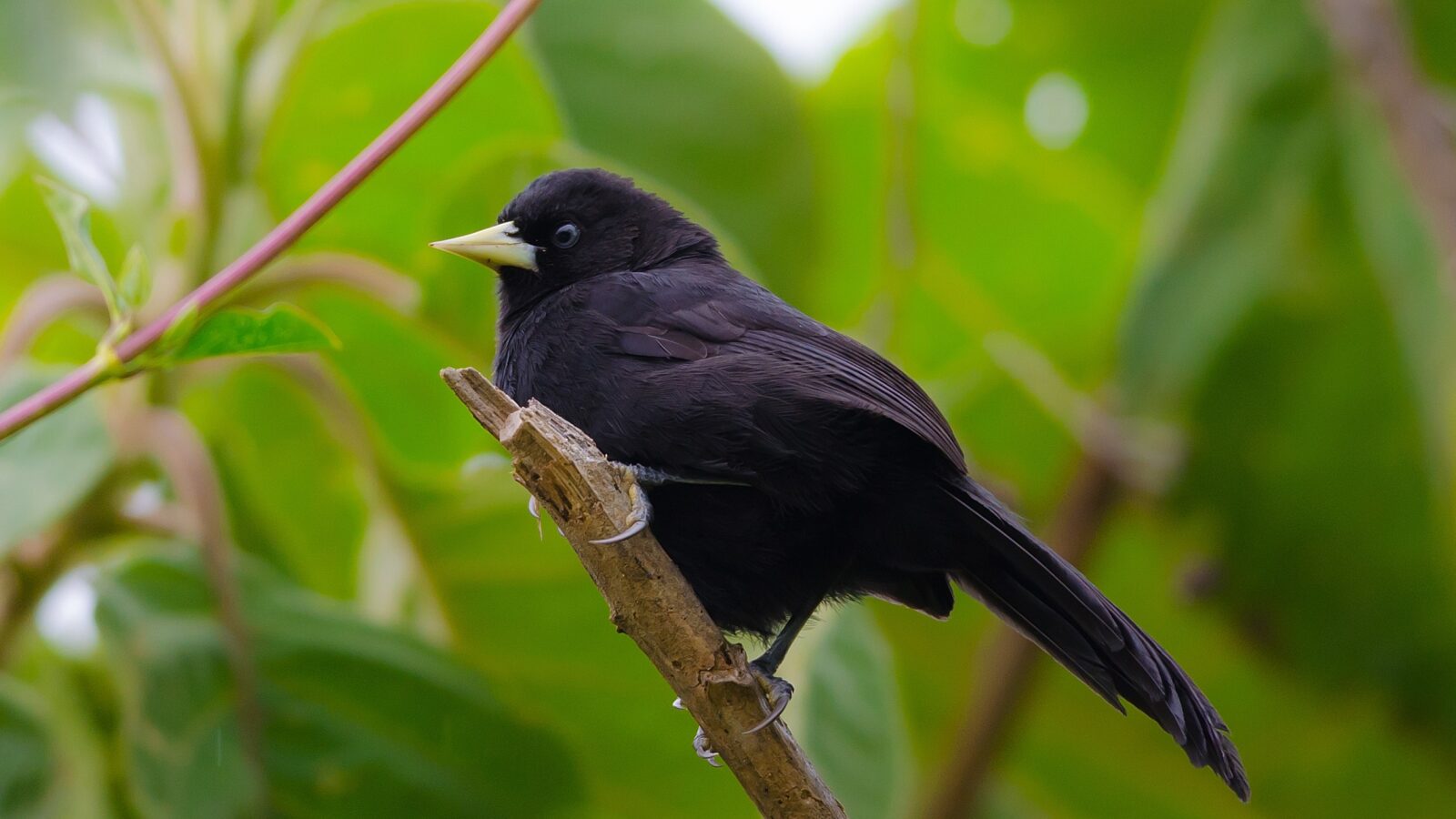 Yellow-billed Cacique