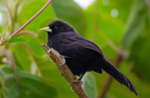Yellow-billed Cacique