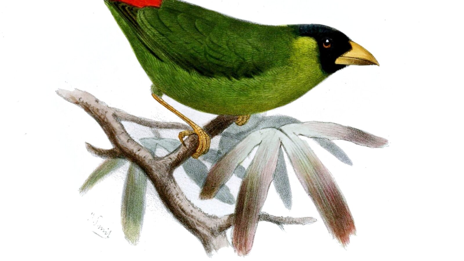 Pink-billed Parrotfinch