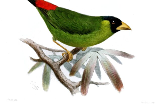 Pink-billed Parrotfinch
