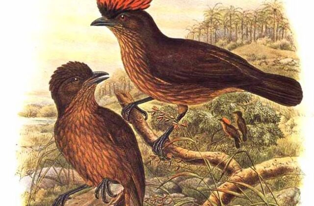Streaked Bowerbird